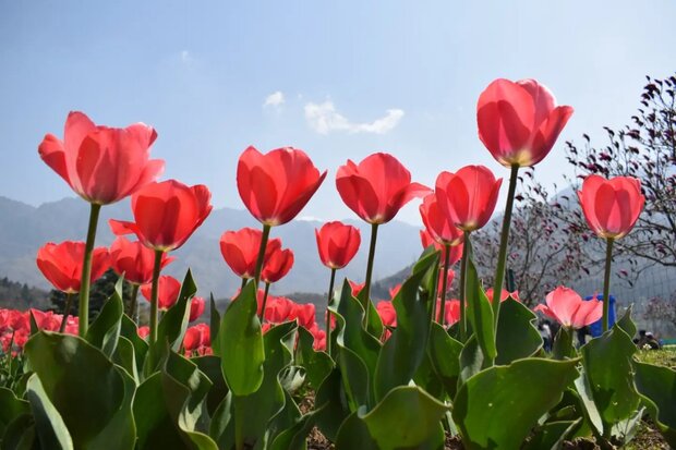 گل لاله کشمیر