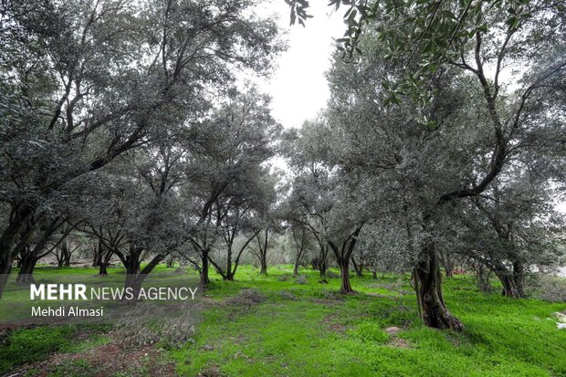 طبیعت بهاری شهرستان طارم