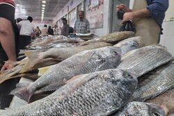 قیمت انواع ماهی امروز شنبه یازدهم تیرماه ۱۴۰۱