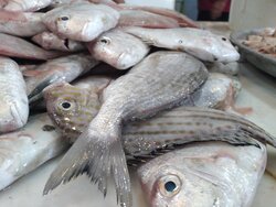 قیمت انواع ماهی شنبه هجدهم تیرماه ۱۴۰۱