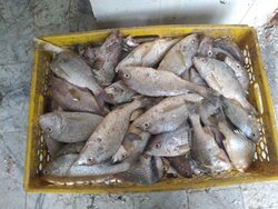 قیمت انواع ماهی چهارشنبه پانزدهم تیرماه ۱۴۰۱/ ماهی حلوا سیاه ۱۴۰.۰۰۰ تومان