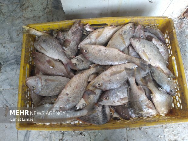  قیمت انواع ماهی چهارشنبه پانزدهم تیرماه ۱۴۰۱ 