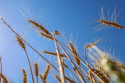 Iran ready to supply wheat to Lebanon: report