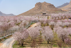 سرمازدگی به باغات استان سمنان ۸۱۴ میلیارد تومان خسارت وارد کرد