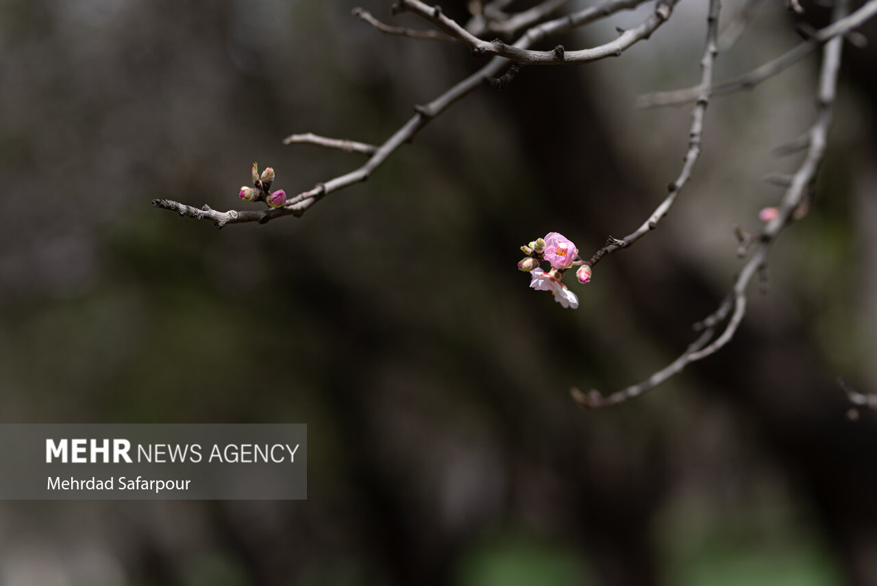 ۵۰ درصد باغات استان سمنان دچار خسارت سرمازدگی بهاره شد