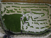 شالیزارهای مازندران در تب‌وتاب نشا؛ دستمزدهای ۲ میلیونی نشاکاران