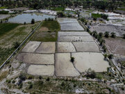 نشاکاری برنج در بابلسر به مرز ۸۰ درصد رسید