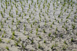 ممنوعیت کشت برنج و گیاهان آبدوست در بخش «شاهیوند»