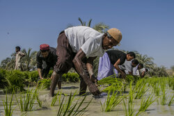 Spring rice cultivation in Qasr-e Qand