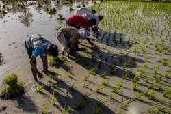 کاشت برنج در هرسین ممنوع است
