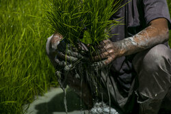 کشاورزان از کشت هر نوع شلتوک در حوضه آبریز کرخه خودداری کنند