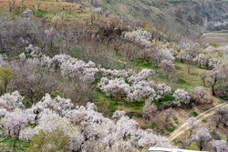 چتر حمایت بانکی بر سر کشاورزان سمنانی؛تسهیلات ویژه برای جبران خسارت‌ها