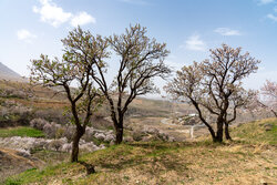 خسارت سرمازدگی به کشاورزی کرمان گسترده است