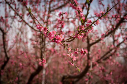 شکوفه های بهاری در دشت زرین گلستان/رستاخیز نوروزی از راه رسید