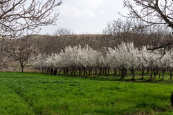 احتمال سرمازدگی مجدد محصولات کشاورزی در کرمان وجود دارد