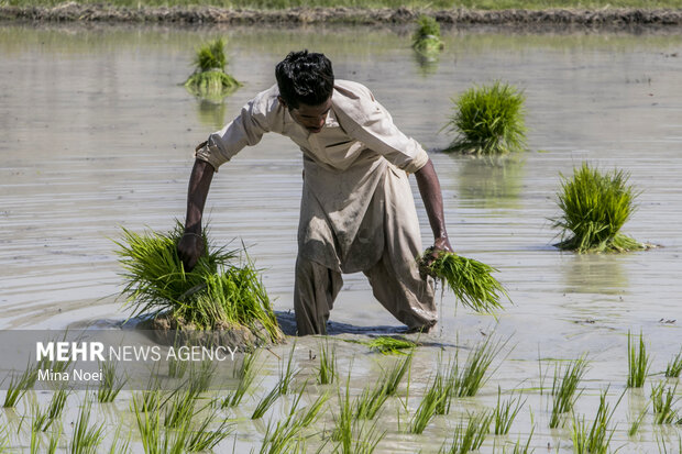 Spring rice cultivation in Qasr-e Qand 