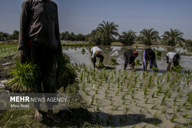 Spring rice cultivation in Qasr-e Qand 