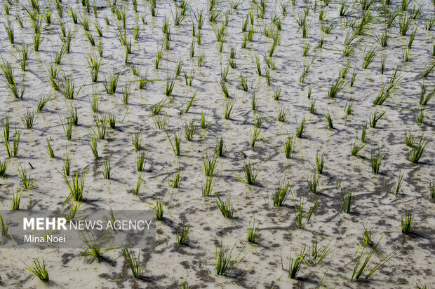 Spring rice cultivation in Qasr-e Qand 