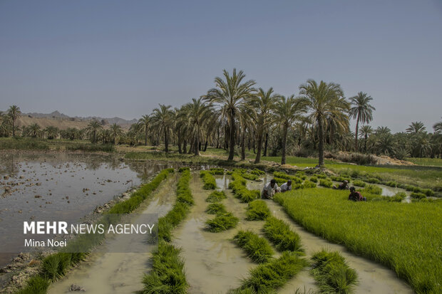 Spring rice cultivation in Qasr-e Qand 