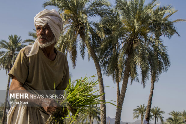 Spring rice cultivation in Qasr-e Qand 