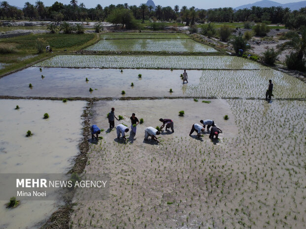 Spring rice cultivation in Qasr-e Qand 