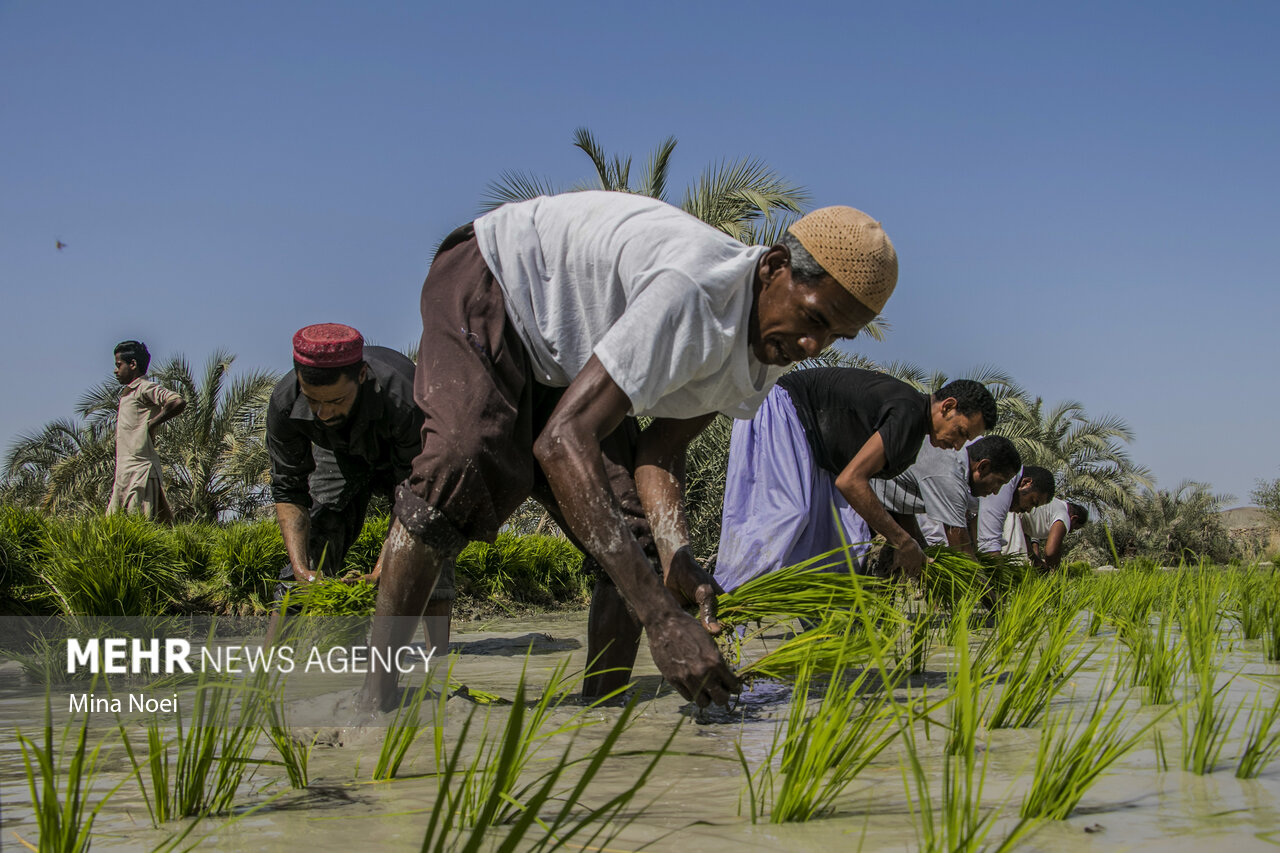 طرح کشاورزی قراردادی برنج در استانهای شمالی کشور اجرایی شد