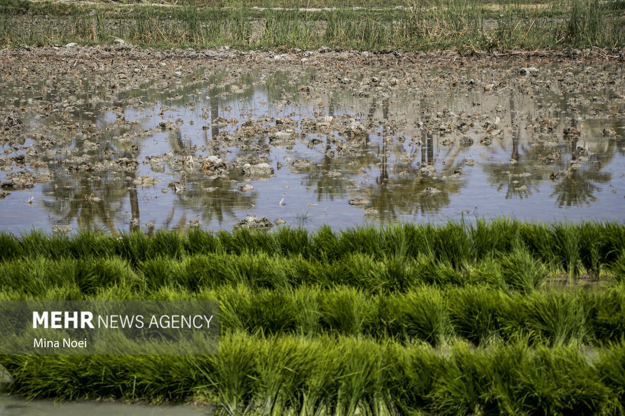 کشت برنج در سال جاری در شهرستان صحنه ممنوع است