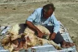 پشم‌چینی سنتی در دشتستان