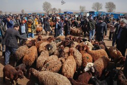 مراکز غیر مجاز کشتار دام زنده در مناطق مسکونی جمع‌آوری می شود