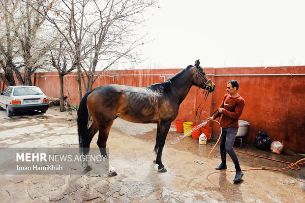 بیستمین دوره مسابقات پرش با اسب جام جمهوری