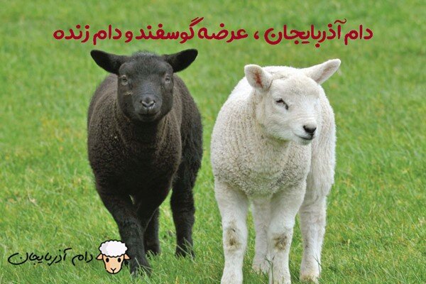 دام آذربایجان، عرضه گوسفند و دام زنده