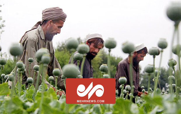 استقبال ایران از کاهش تولید و کشت مواد مخدر در افغانستان
