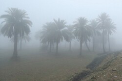 جان باختن ۵ عراقی بر اثر طوفان گرد و غبار / ۱۶ نفر از تنگی نفس رنج می برند