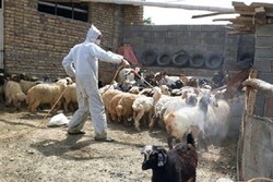 برگزاری اردوهای جهادی دامپزشکی در مناطق محروم کرمانشاه