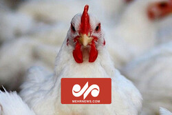 خرید مرغ از مرغداران با نرخ مصوب