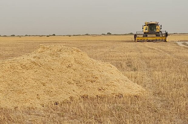 خرید تضمینی ۴۲۰۰ تن گندم در مناطق گرمسیری کرمانشاه