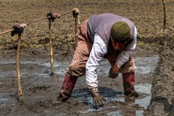 انعقاد ۲۵ هزار هکتار کشت قراردادی برنج در استان‌های شمالی