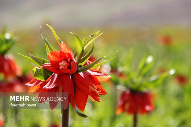 Fritillaries farm in Chaharmahal and Bakhtiari Province