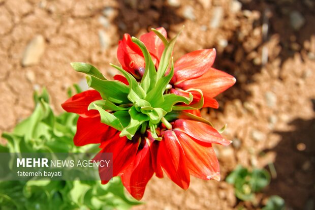 Fritillaries farm in Chaharmahal and Bakhtiari Province