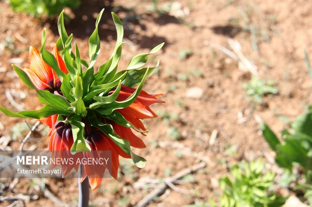 Fritillaries farm in Chaharmahal and Bakhtiari Province