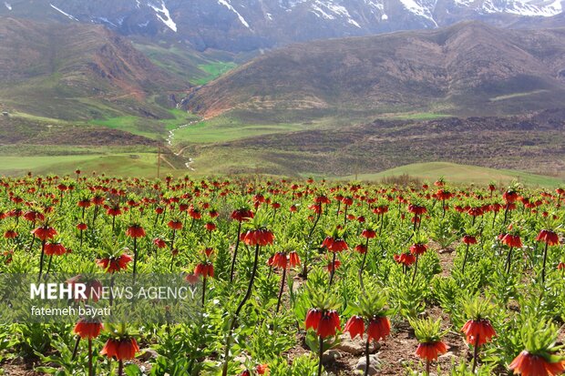 Fritillaries farm in Chaharmahal and Bakhtiari Province