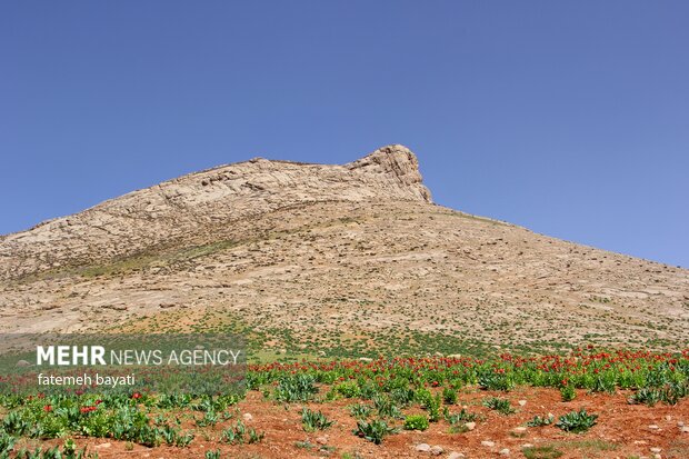 Fritillaries farm in Chaharmahal and Bakhtiari Province