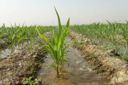 بیش از ۸۰ درصد آب همدان در بخش کشاورزی مصرف می‌شود