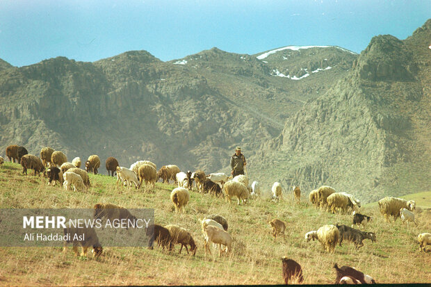 چوپانی گوسفندان خود را به چراگاه می برد