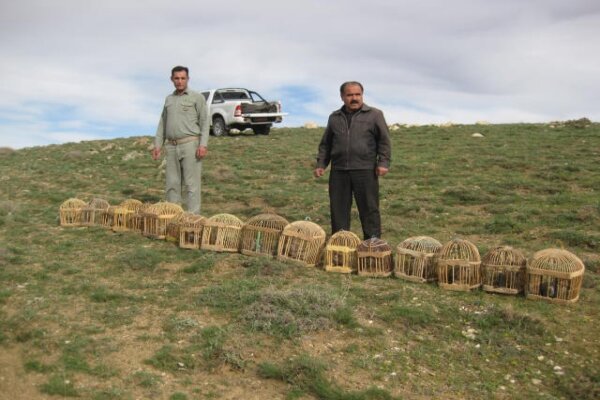 بازگشت ۱۷ قطعه کبک وحشی به دامان طبیعت