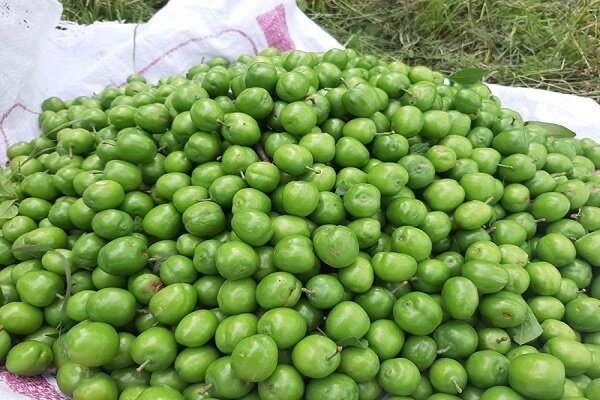 برداشت،گوجه،سبز،محصول،سطح