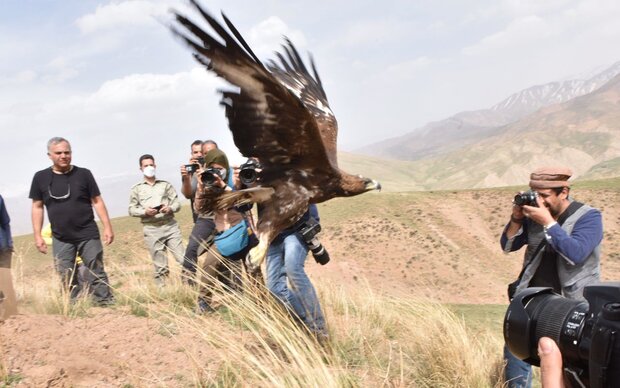 رهاسازی پرندگان شکاری تیمارشده در طالقان