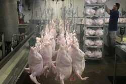 ۳۸۰۰ تن گوشت بوقلمون در استان قزوین تولید شد