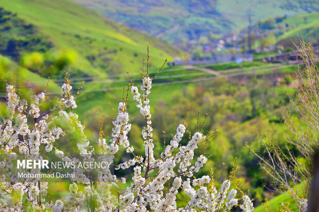 Beauties of nature in Muran in NW Iran