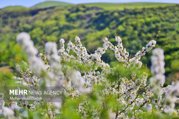 Beauties of nature in Muran in NW Iran